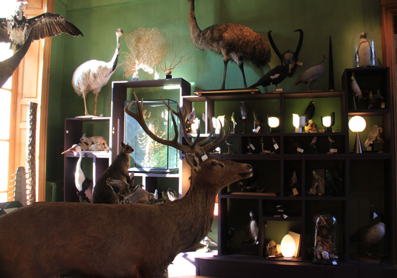 fontana arte sets lamp series within paris' deyrolle taxidermy store