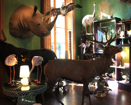 fontana arte sets lamp series within paris' deyrolle taxidermy store