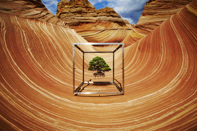 azuma makoto documents a bonsai tree's journey around the globe
