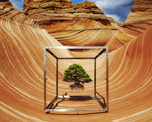 azuma makoto documents a bonsai tree's journey around the globe