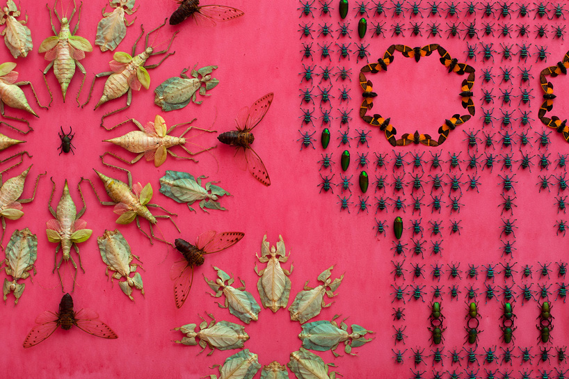jennifer angus wallpapers renwick gallery with a pattern of 5,000 exotic bugs