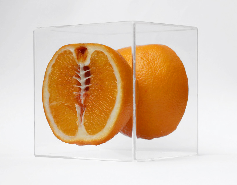 monica-piloni-hybrid-skeletal-fruit-designboom-12