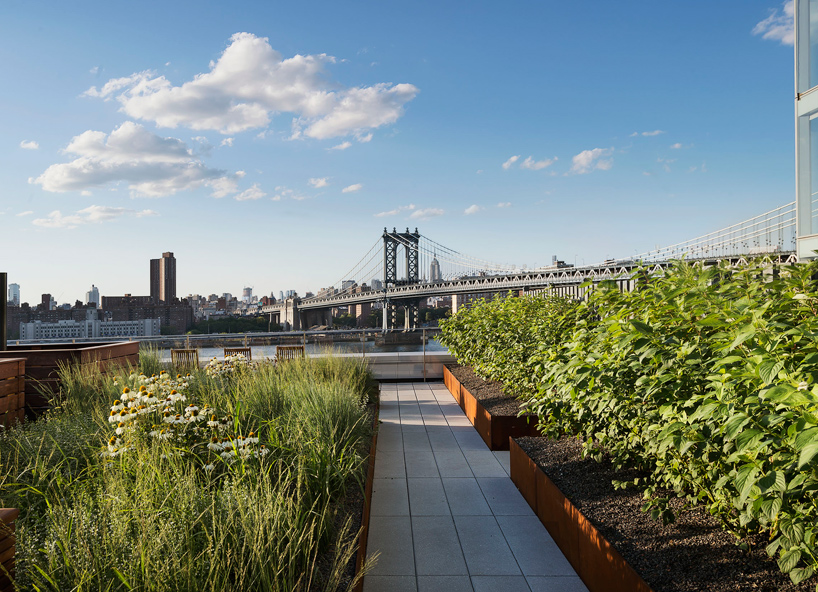 60 water apartments dumbo brooklyn roof garden james corner field operations designboom