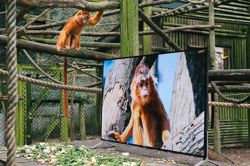 lemurs-and-langurs-watch-4K-TV-as-part-of-their-reintroduction-to-the-wild-designboom-01
