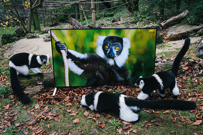 lemurs-and-langurs-watch-4K-TV-as-part-of-their-reintroduction-to-the-wild-designboom-010
