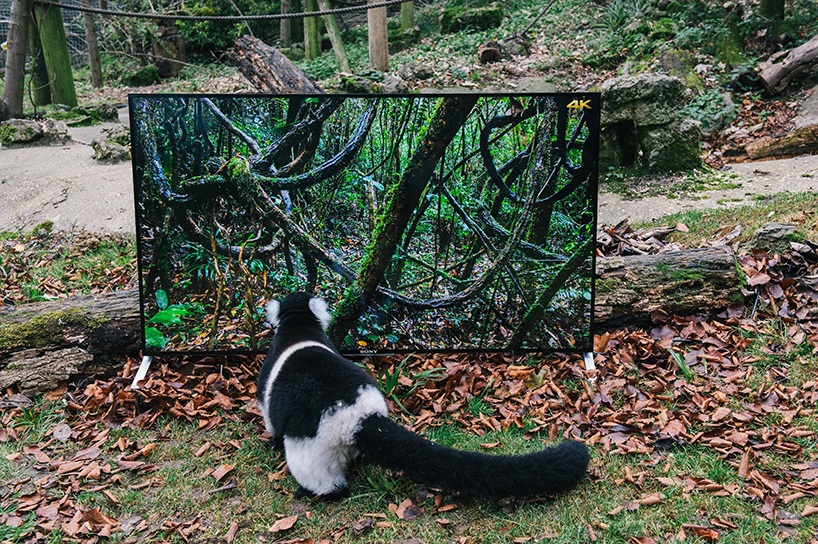 lemurs-and-langurs-watch-4K-TV-as-part-of-their-reintroduction-to-the-wild-designboom-011