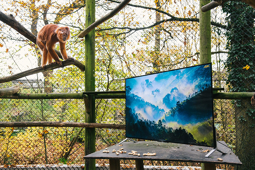 lemurs-and-langurs-watch-4K-TV-as-part-of-their-reintroduction-to-the-wild-designboom-02