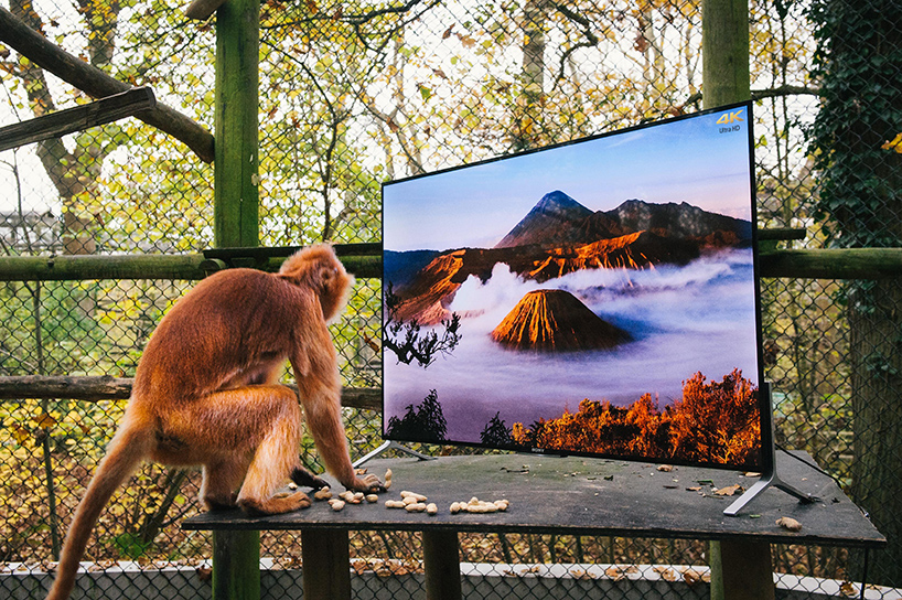 lemurs-and-langurs-watch-4K-TV-as-part-of-their-reintroduction-to-the-wild-designboom-03