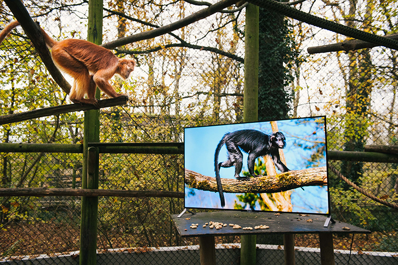 lemurs-and-langurs-watch-4K-TV-as-part-of-their-reintroduction-to-the-wild-designboom-04