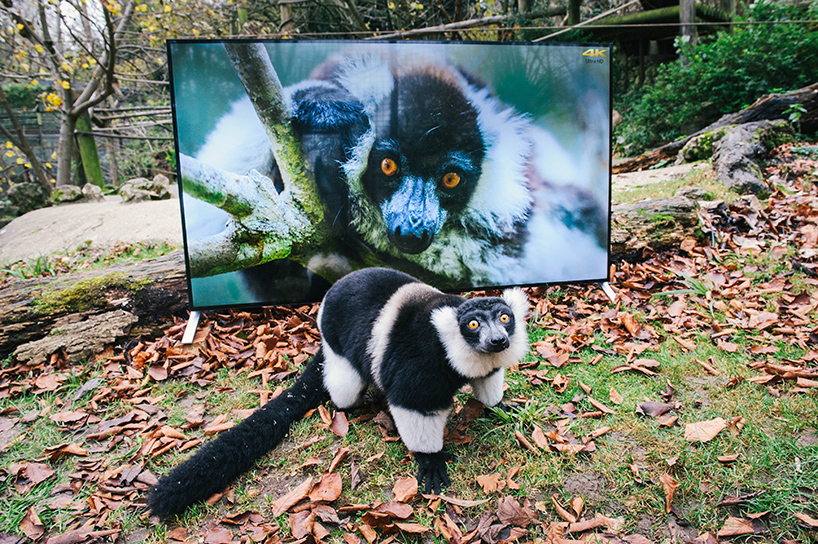 lemurs-and-langurs-watch-4K-TV-as-part-of-their-reintroduction-to-the-wild-designboom-05