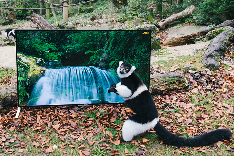 lemurs + langurs watch 4K TV as part of their reintroduction to the wild