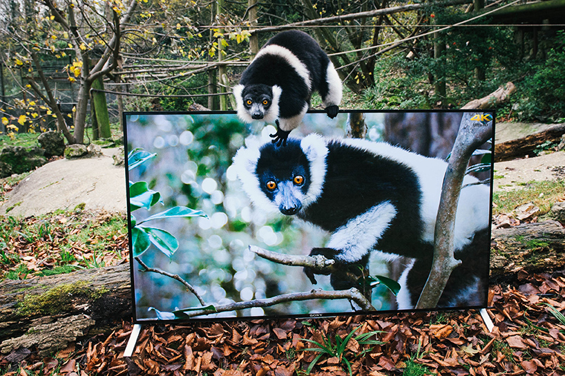 lemurs-and-langurs-watch-4K-TV-as-part-of-their-reintroduction-to-the-wild-designboom-09
