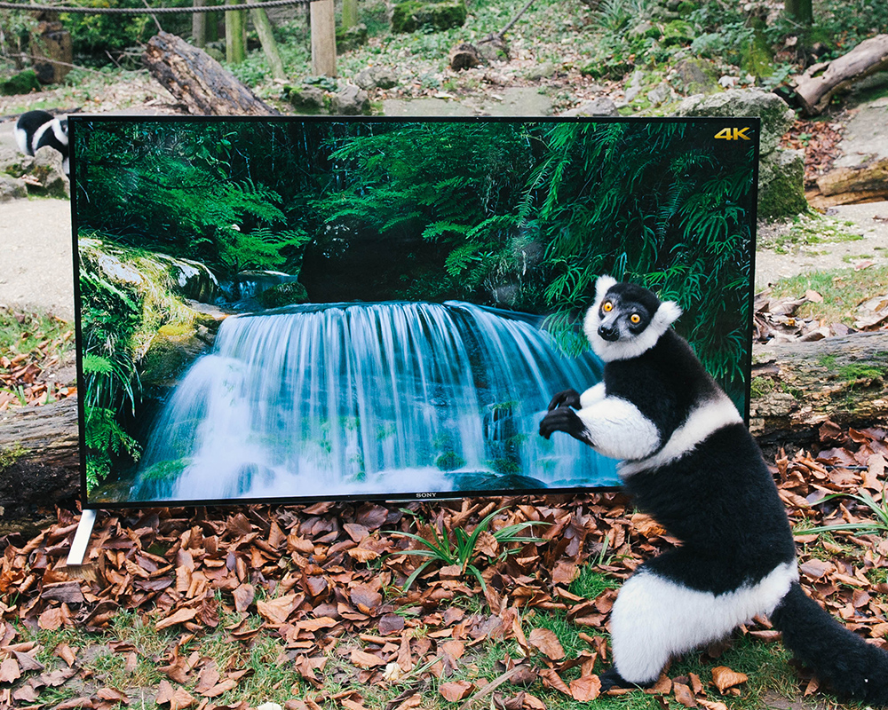 lemurs + langurs watch 4K TV as part of their reintroduction to the wild