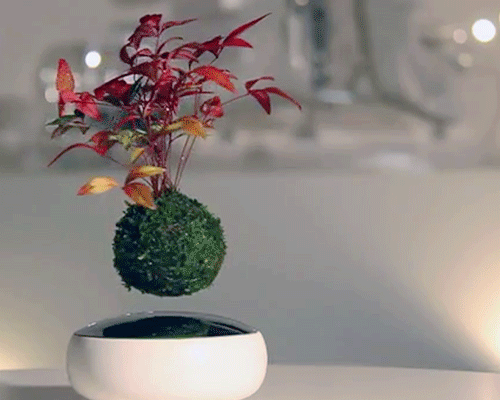 floating air bonsai garden by hoshinchu seemingly defies gravity