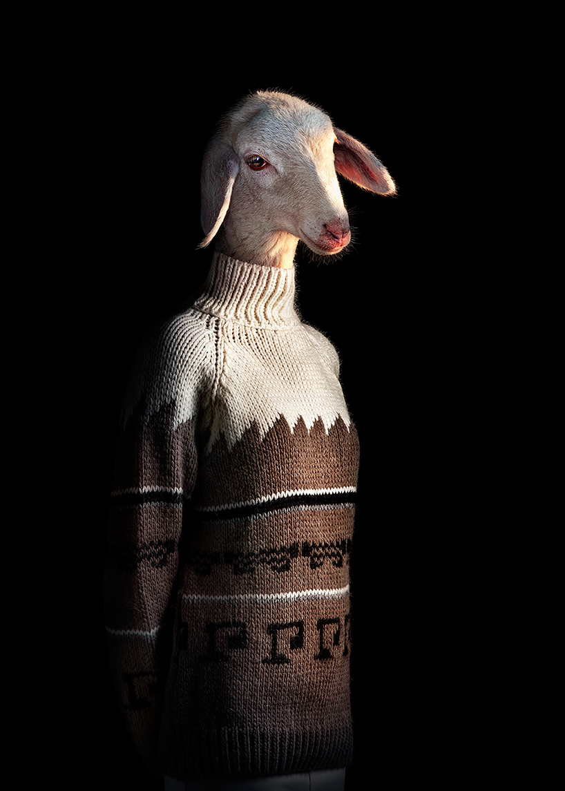 miguel vallinas adorns animals in apparel to reflect their human nature