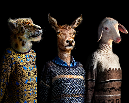 miguel vallinas adorns animals in apparel to reflect their human nature