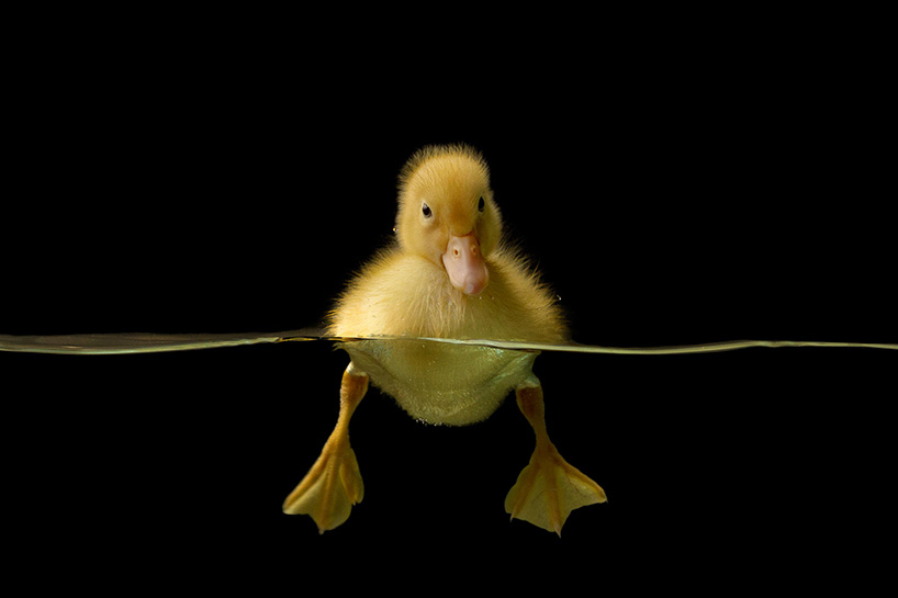 juanosoriodesignboom07