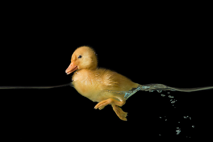 lauren fluffy juan osorio friendship series designboom