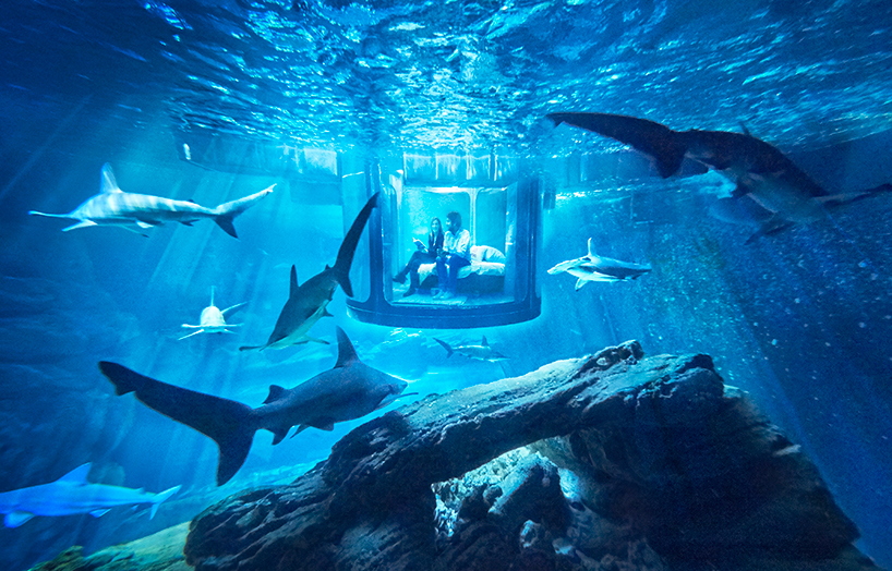 airbnb offers underwater shark suite with 360° glass walls