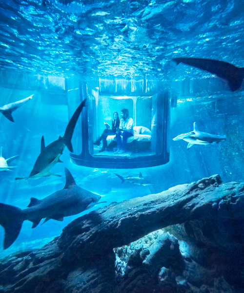 airbnb offers underwater shark suite with 360° glass walls
