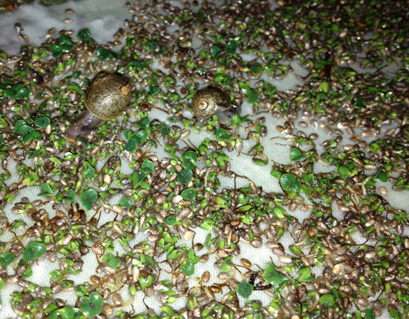 elizabethesponnettedesignboom01