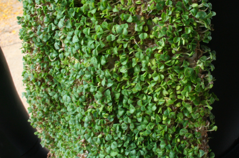 elizabeth esponnette chia vest 