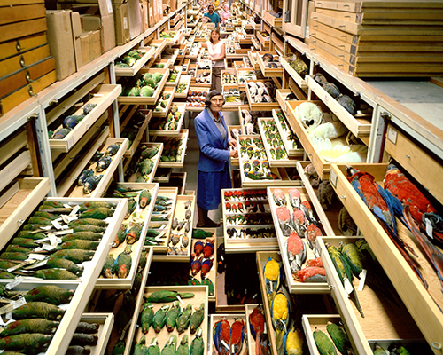 inside the archives: storage at the smithsonian natural history museum