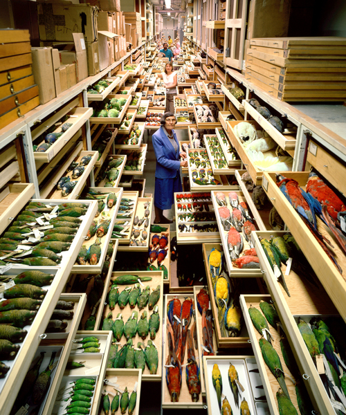 inside the archives: storage at the smithsonian natural history museum