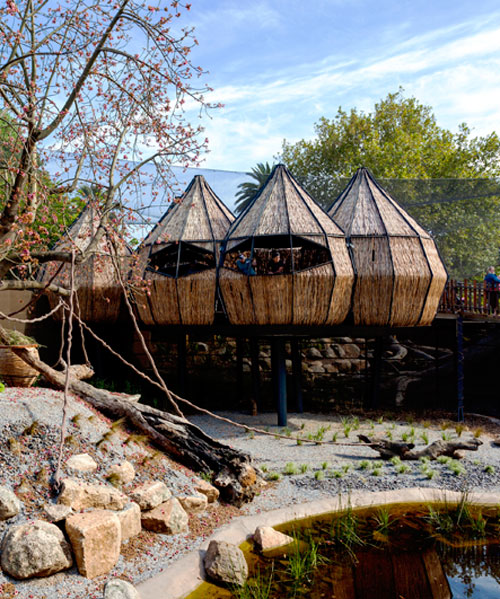 OLA nestles rattan-woven pods at melbourne zoo for immersive lemur exhibit