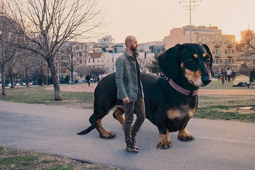 vivian the dog moves to brooklyn mitch boyer