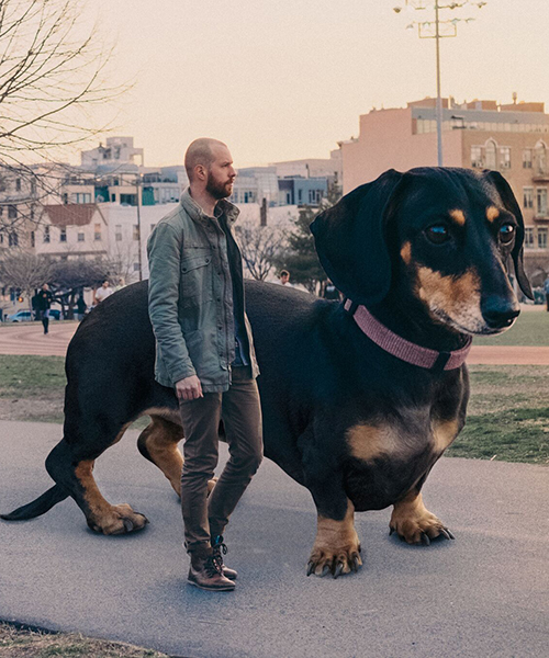 giant dachshund 'moves to brooklyn' in this absurdly out-of-proportion photo series