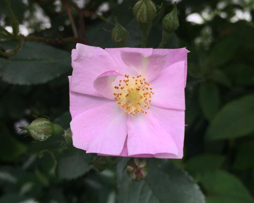 baku maeda’s square flower + leaf art challenges nature's organic forms