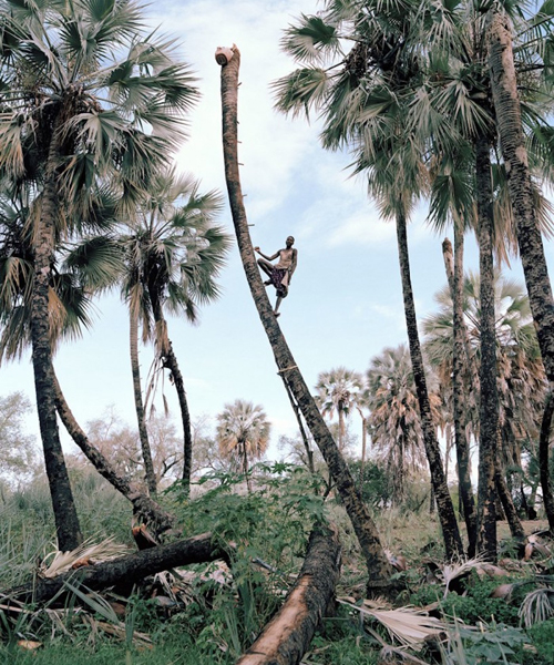 cape town-based photographer kyle weeks documents the dangerous practice of palm wine collecting