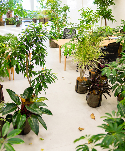 frontoffice adds greenery to transformable office in tokyo