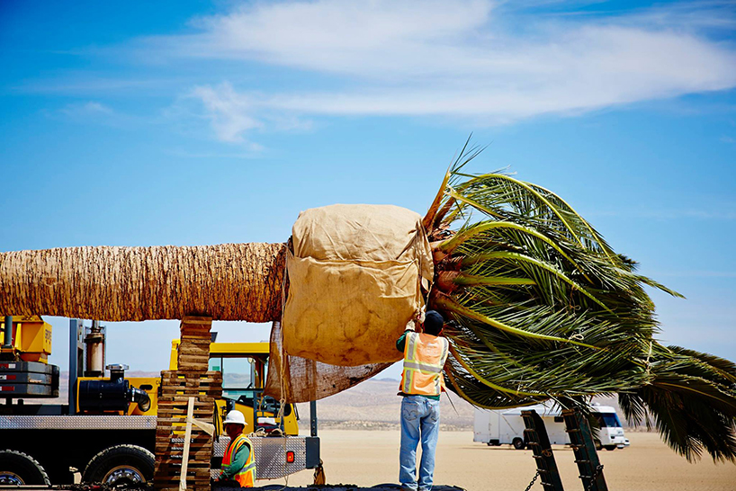 azuma-makoto-palm-tree-algiers-designboom-02