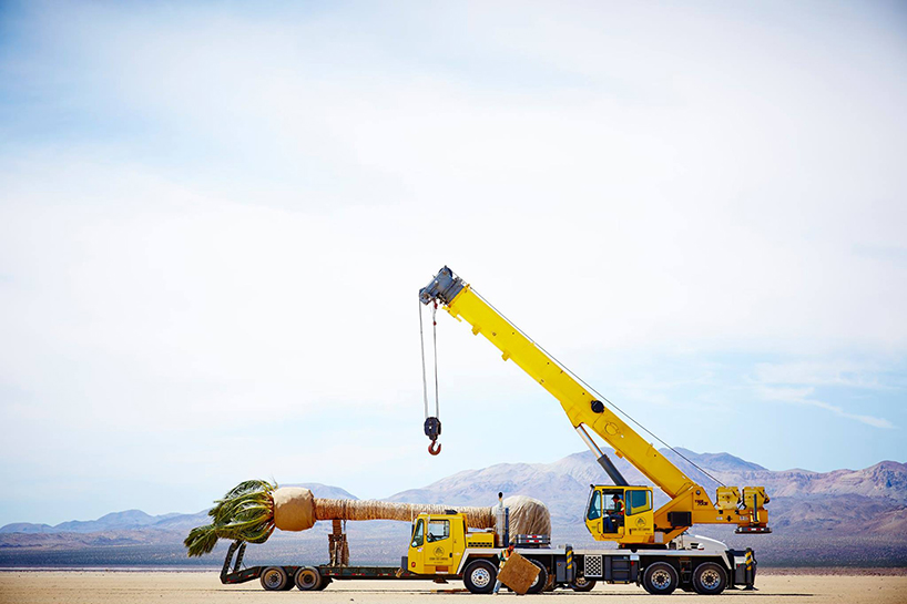 azuma-makoto-palm-tree-algiers-designboom-02