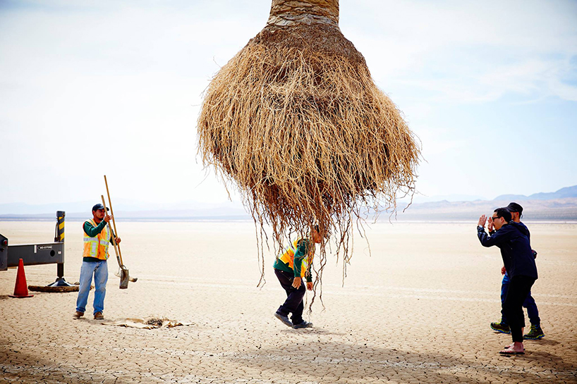 azuma-makoto-palm-tree-algiers-designboom-02