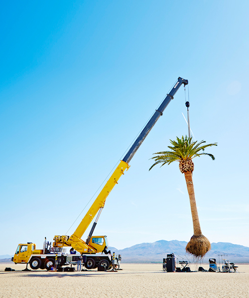 azuma makoto suspends a palm tree in the middle of the desert