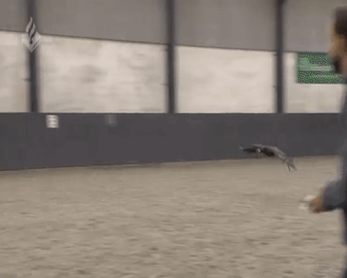 police train eagles to snatch unauthorized drones from the sky