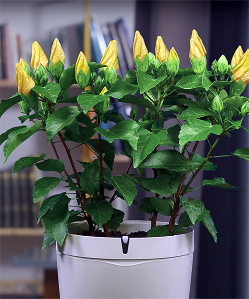 parrot pot provides automatic flower irrigation outside of the home