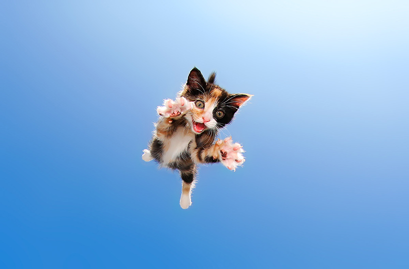 seth-casteel-pounce-kittens-designboom-01