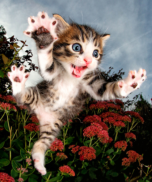 seth casteel captures rescue kittens and cats mid-pounce