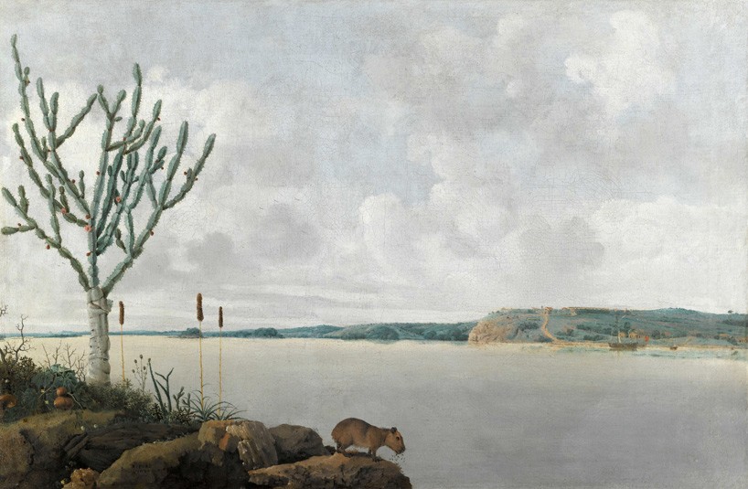 frans-post-animals-in-brazil-rijks-museum-designboom-818-1