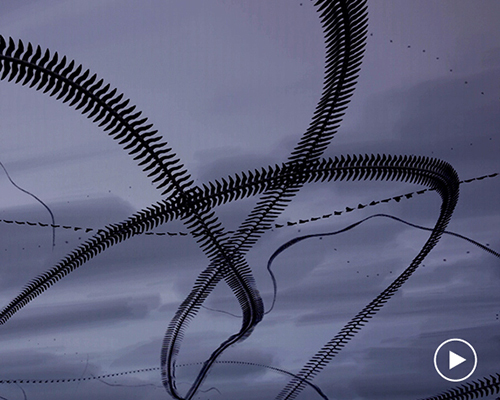 jacob down visualizes the complex flight paths of seagulls in 'skyscribbles_'