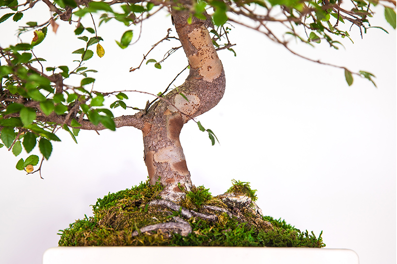 plant-your-mac-mr-plant-christophe-guinet-designboom-02