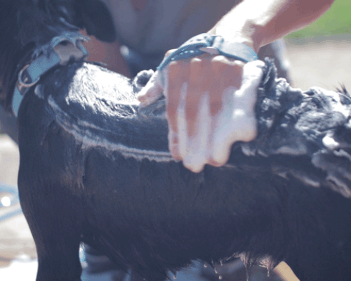 the 'aquapaw' glove takes the bite out of bathing your pet