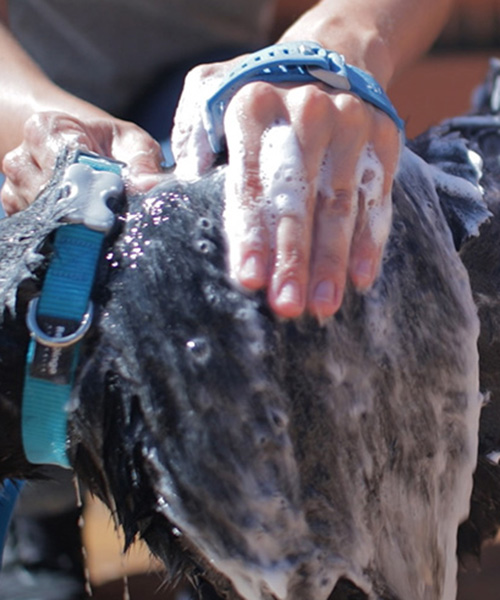 the 'aquapaw' glove takes the bite out of bathing your pet