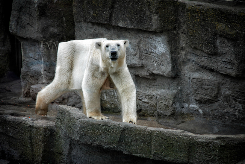 cube animals