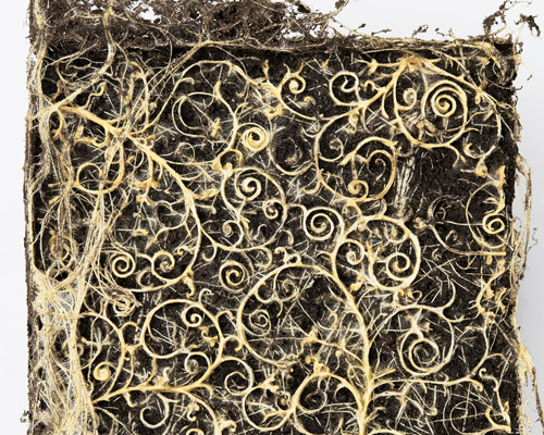 diana scherer manipulates plant roots to grow into intricate, lace-like arrangements