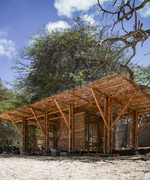 the scarcity and creativity studio uses bamboo for shade shelter in the galapagos